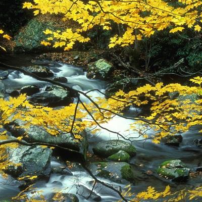 三公牛牛游戏app